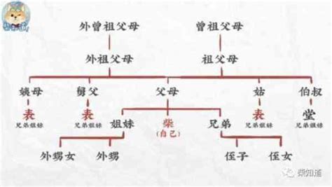 表 堂 怎麼分|漢語親屬系統